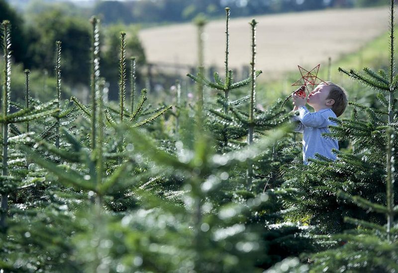 John Lewis Christmas tree farm 3