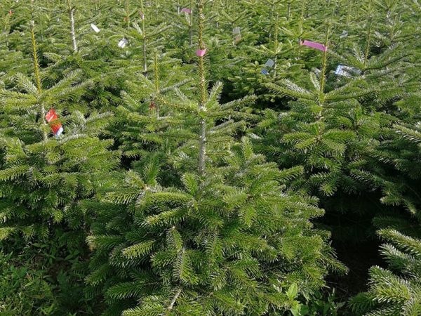 Pot-Grown-Nordman-2 Pot-Grown-Nordman-2