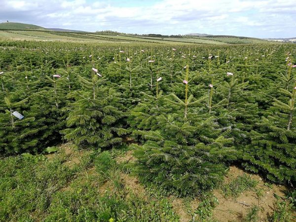 Pot-Grown-Nordman-3 Pot-Grown-Nordman-3